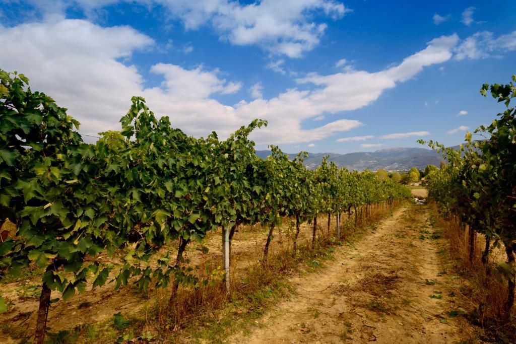 Agriturismo L'Ulivo In Fiore Spoleto Luaran gambar